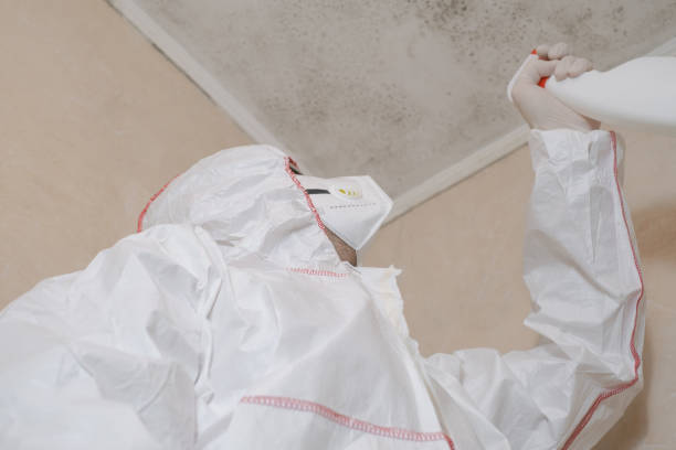 Best Kitchen Mold Remediation in Hebron Estates, KY