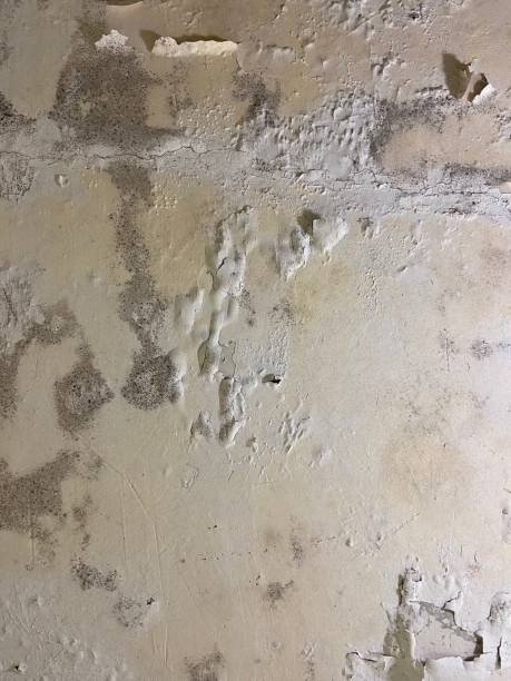 Best Bathroom Mold Remediation in Hebron Estates, KY