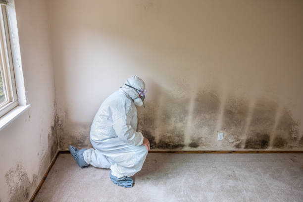 Best Basement Mold Remediation in Hebron Estates, KY
