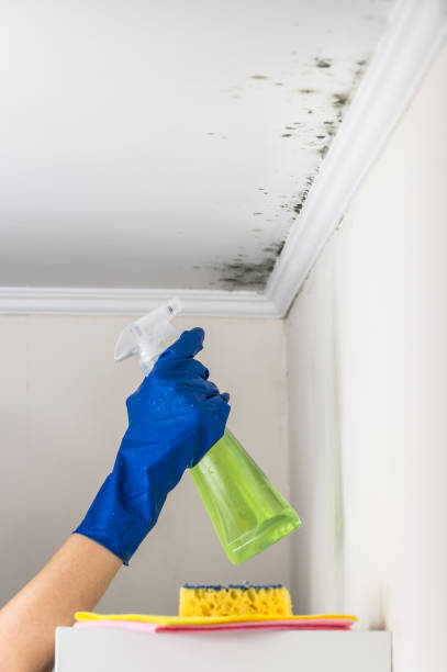 Best Insurance-Related Mold Remediation in Hebron Estates, KY